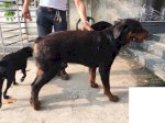 [Tphcm] Phối Giống Chó Rốt (Rottweiler)