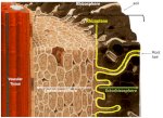 Thuốc Diệt Nấm Phytophthora Trên Cây Hồ Tiêu