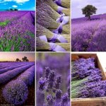 Hoa Oải Hương Khô,Hoa Lavender Khô,Hoa Khô Nhập Khẩu,Hoa Khô Pháp,Hoa Khô