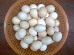 Trứng Gà Sạch, Trứng Vịt Sạch Nuôi Tự Nhiên Ở Quê