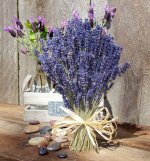 Hoa Lavender - Oải Hương Tại Đà Nẵng