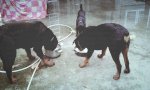 Phối Giống Chó Rottweiler-Tphcm-Q9