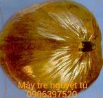 Chuyên Cung Cấp Sỉ & Lẻ Trái Dừa Khô Dùng Để Ủ Ấm Trà