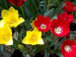 Hoa Ly Ly Đà Lạt - Hoa Tulip Đã Chốt Giá Tết 2016