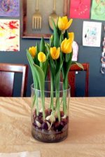Tây Tựu] Cần Hoa Tulip, Hoa Ly Tết, Giá Buôn Hoa Tulip, Hoa Ly