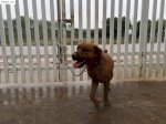 Bán Rottweiler Vàng- Golden Rottweiler Mỹ, Tỷ Lệ Rất Hiếm 1:10000 Mang Từ Mỹ Về