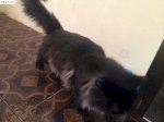 Mèo Ba Tư Đen Thuần Mặt Tịt
