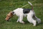 Bán Chó Fox Terrier Dòng Chó Trong Hoạt Hình Tintin