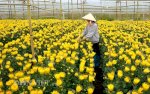 Cần Nhân Viên Chăm Sóc Vườn Hoa ;6000.000 Triệu