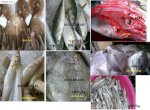 Cá Biển Tươi Bình Thuận - Cá Thu, Cá Nục, Cá Bạc Má, Cá Hồng, Cá Mó, Cá Trích...