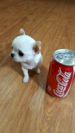 Hà Nội- Bán Chó Chihuahua Mini Thuần Chủng