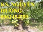 Chuyên Cung Cấp Giống Cây Dừa Xiêm, Cây Dừa Xiêm Xanh Lùn, Cây Dừa Xiêm Lùn, Dừa