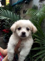 Chó Cảnh,Chó Bắc Kinh Lai Nhật,Thú Nuôi,Cún Cưng,Chó Đáng Yêu 2016