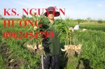 Chuyên Cung Cấp Cây Giống Ba Kích Tím, Cà Gai Leo, Đinh Lăng Nếp, Gừng Trâu