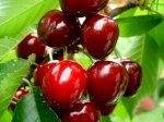 Cherry Mỹ Size 9.5 Giá Chỉ Còn 205K/Kg