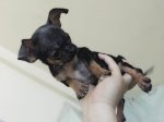 Bé Chihuahua Mini Mũi Ngắn - Mặt Gẫy - Mắt Lồi Chố - Mặt Nhăn