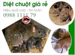 Diệt Chuột - Kiểm Soát Chuột