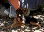Trại Chó Becgie Việt ! Chuyên Cung Cấp, Nhân Giống Chó Becgie Đức