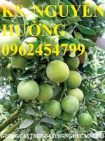 Chuyên Cung Cấp Giống Cây Cam Xoàn Chất Lượng Cao, Cam Xoàn, Cây Cam Chuẩn Giống