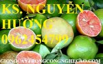 Chuyên Cung Cấp Giống Cây Chanh Đào Chuẩn Giống, Chanh Ruột Đỏ,Chanh Vỏ Đỏ,Chanh