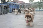 Tặng Quà Bằng Chó Husky, Alaska, Samoyed Và Chó Chow Chow