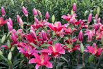 Chuyên Bán Củ Giống Hoa Lily
