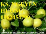 Chuyên Cung Cấp Giống Táo Chua Gia Lộc Chất Lượng Cao, Táo Chua,Cây Táo Chua,Táo