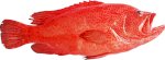 Cá Mú Đỏ - Siêu Thị Hải Sản Tươi Sống Tại Kb