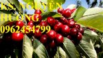 Giống Cây Cherry (Giống Cây Che Ry), Cây Cherry Brazil, Cây Cherry Anh Đào,Chery