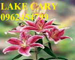 Chuyên Cung Cấp Giống Củ Hoa Lily, Lay Ơn, Tuy Líp,Tiên Ông Các Màu Số Lượng Lớn