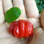 Cây Giống Surinam Cherry Độc, Lạ , Hot Về Đây!!!