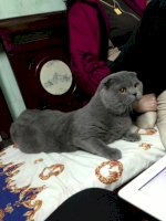 Hcm Nhận Phối Giống Mèo Aln Và Mèo Tai Cụp (Nhập Từ Nga)