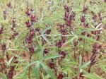 Bán Hoa Atiso Đỏ, Hoa Bụp Giấm, Hoa Vô Thường, Hibiscus Trên Toàn Quốc (Tp.hcm)