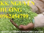 Chuyên Cung Cấp Giống Cây Hoa Hòe Và Sản Phẩm Nụ Cây Hoa Hòe Chất Lượng Cao