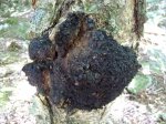 Nấm Chaga Nga Chất Lượng