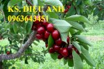 Chuyên Cung Cấp Giống Cây Cherry Nhập Khẩu: Cherry Anh Đào, Cherry Brazil