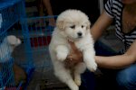 Chó Cảnh Nhật,Phốc,Poodle,Phốc Sóc-Hà Nội