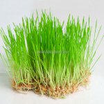 Hạt Giống Cỏ Lúa Mì (Lúa Mạch) Wheatgrass Chất Lượng Cao Hàng Mỹ