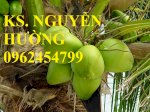 Chuyên Cung Cấp Giống Cây Dừa Xiêm, Dừa Xiêm Lùn,Dừa Xiêm,Dừa,Quả Dừa Xiêm, Quả Dừa