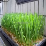 Hạt Giống Cỏ Lúa Mì (Lúa Mạch) Wheatgrass Chất Lượng Cao Hàng Mỹ