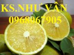 Chuyên Cung Cấp Giống Cây Cam Vinh,Cam Vinh,Giống Cây Cam Vinh Chất Lượng Tốt,Số Lượng Lớn