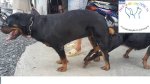 [Tphcm] Phối Giống Chó Rốt (Rottweiler)