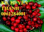 Cây Giống Cherry Brazin, Cherry Anh Đào, Số Lượng Lớn, Giao Cây Toàn Quốc