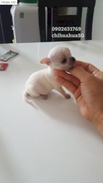 Bán Chó Chihuahua Mini Thuần Chủng
