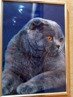 Hcm Phối Giống Mèo Tai Cụp Siêu Sát Nhập Nga (Màu Xám, Classic Silver, Bicolor) Và Mèo Chân Ngắn Tại