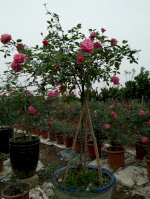 Hoa Hồng Cổ Sapa Dáng Tree Rose