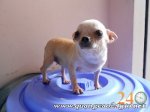 Trại Chó Giống Chihuahua Thuần Chủng Ba Tài