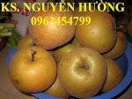 Cung Cấp Giống Cây Lê Nâu, Giống Cây Mắc Cọp, Giống Cây Lê Rừng, Giao Hàng Toàn Quốc