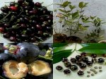 Giống Cây Cherry Brazil, Cherry Anh Đào, Giống Cây Nhập Khẩu