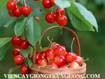 Cung Cấp Giống Cây Cherry Anh Đào, Cherry Brazil, Giống Cây Nhập Khẩu